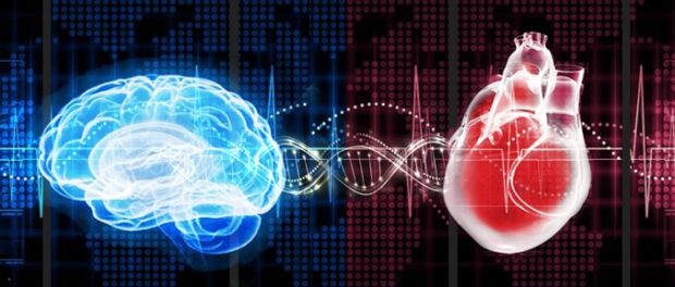 brain_dna_heart