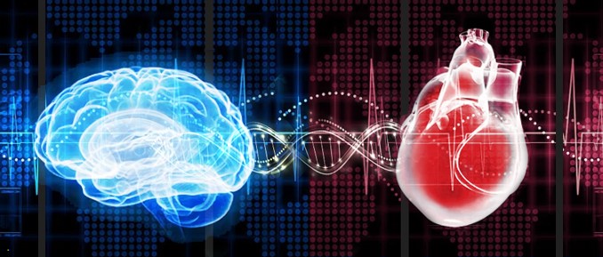 brain-heart brain_dna_heart