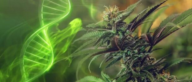 dna-cannabis