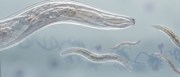 c.elegans-article