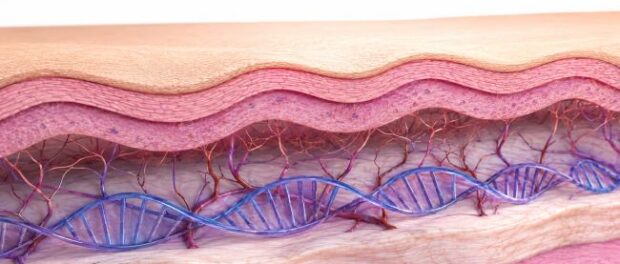skin-elast-dna-1